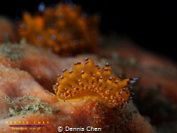 Janolus sp by Dennis Chen 